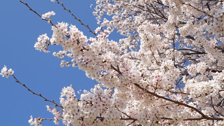 春よ、来い！　桜の開花、満開はいつ！　2023年