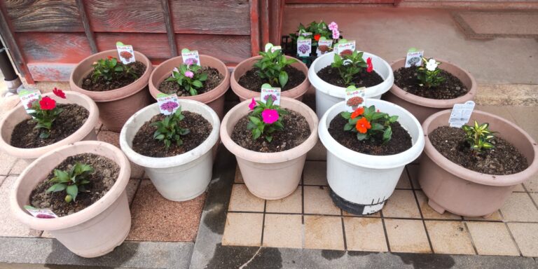 サンパチェンス　2023