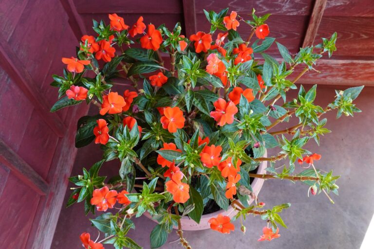 カット前のサンパチェンス