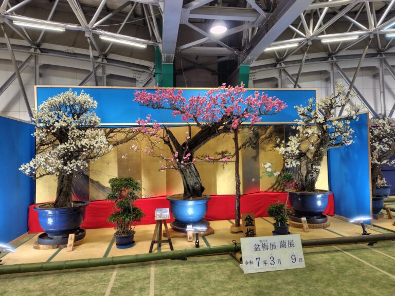 第42回鴨の里 盆梅展・蘭展を見てきた