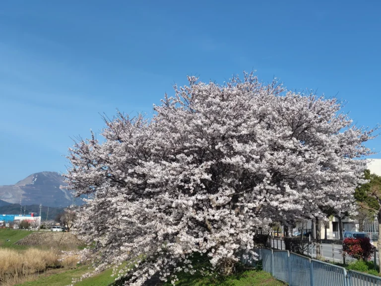 春よ、来い！　桜の開花、満開はいつ！　2025年