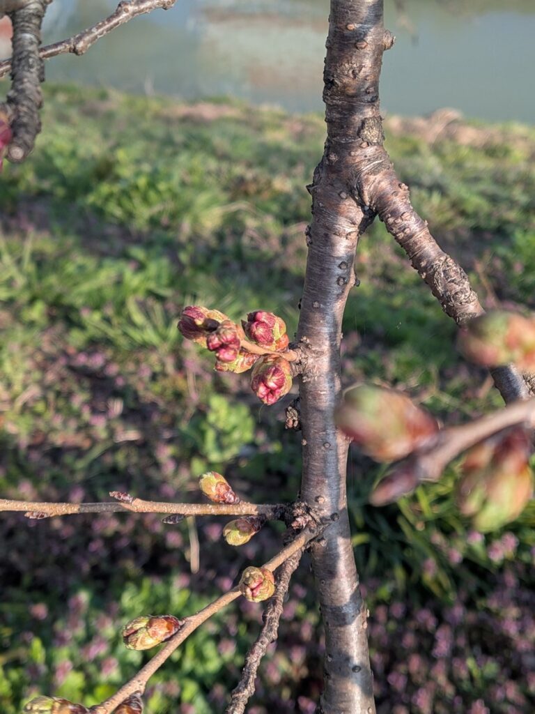 桜のつぼみ