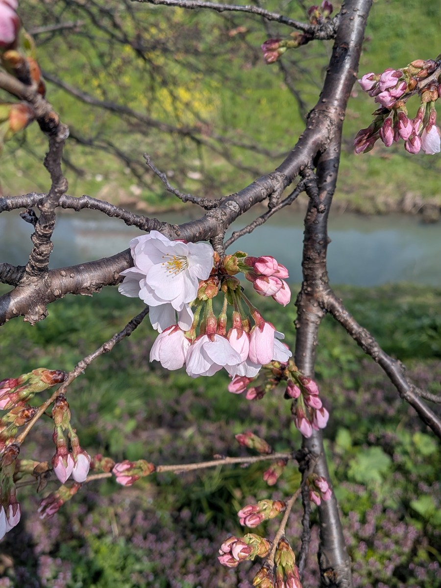 春よ、来い! 桜の開花、満開はいつ! 2026年