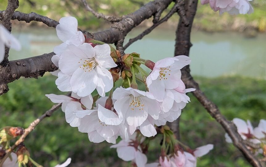 春よ、来い! 桜の開花、満開はいつ! 2026年