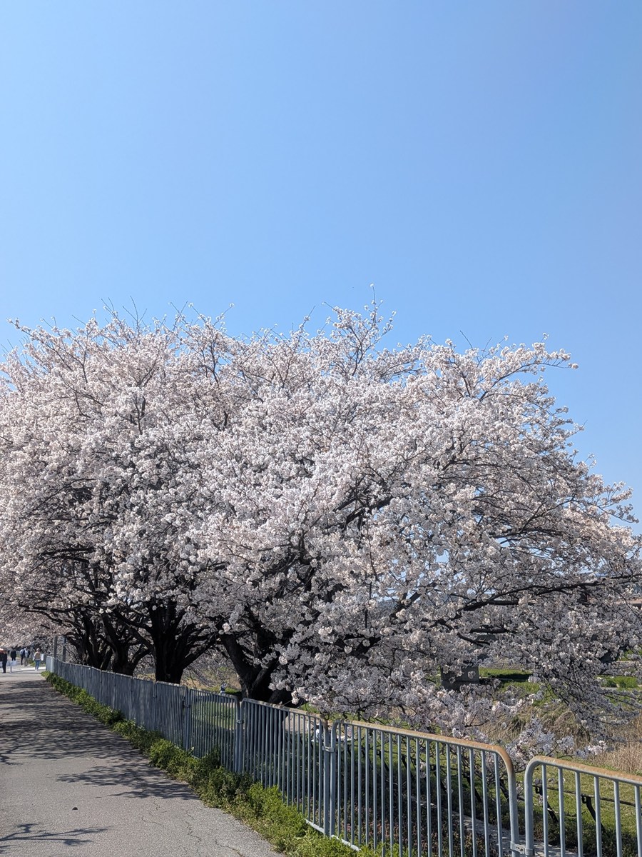 春よ、来い！　桜の開花、満開はいつ！　2026年
